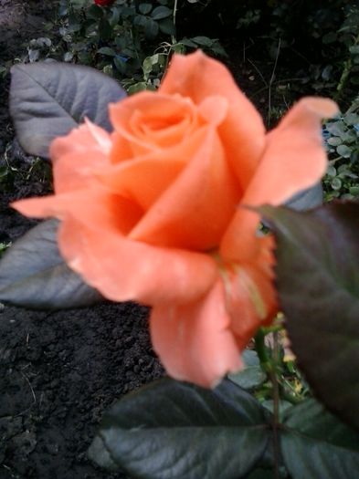 20150923_174516 - trandafiri 0