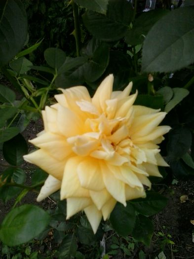 20150923_174651 - trandafiri 0