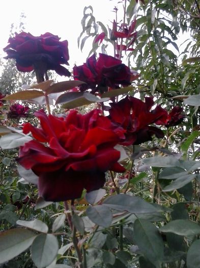20150923_174658 - trandafiri 0