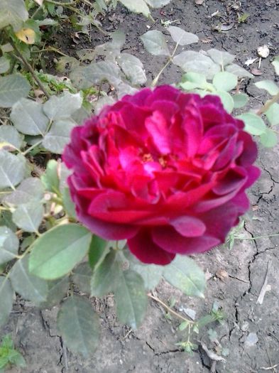 20150923_175858 - trandafiri 0