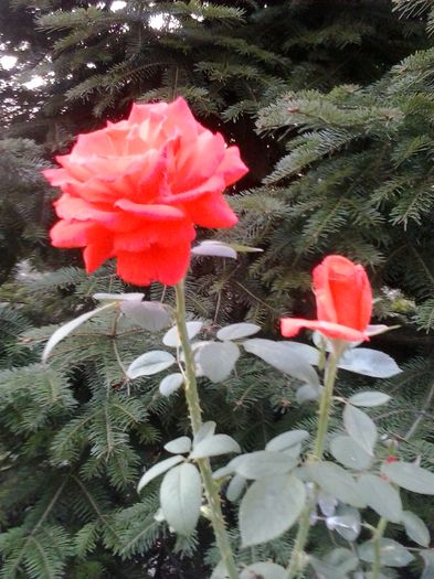 20150923_180153 - trandafiri 0