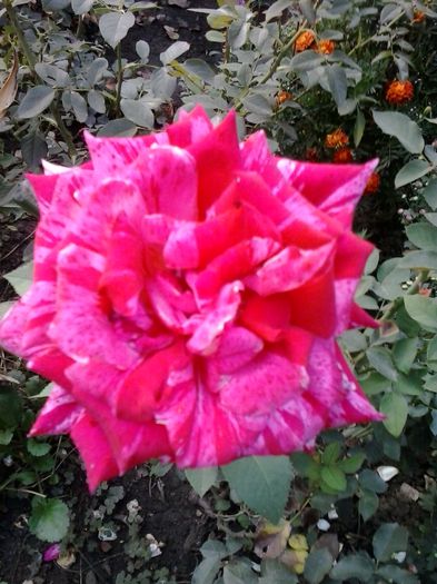 20150923_180237 - trandafiri 0