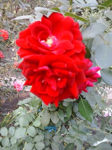 20150923_174334 - trandafiri urcatori 0