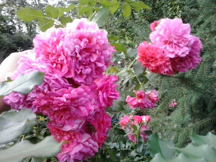 20150923_174428 - trandafiri urcatori 0