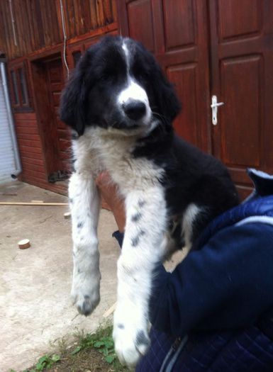 12029047_763282903818336_999315128_n