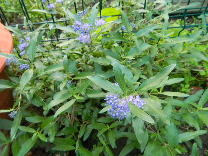 caryopteris care asteapta  ... - AUGUST si SEPTEMBRIE