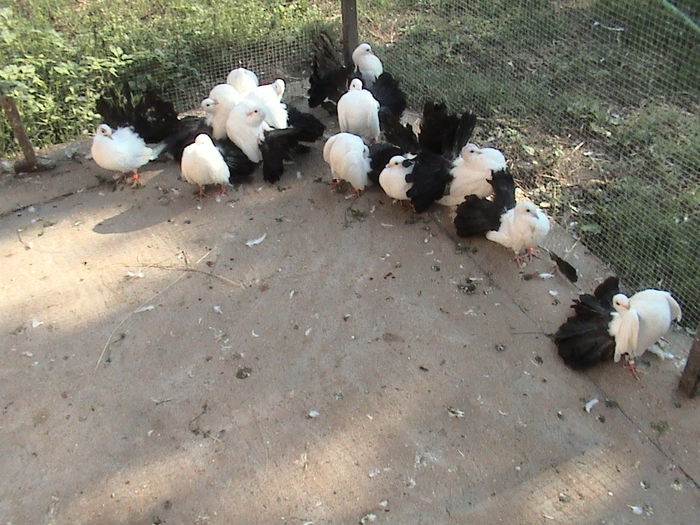 grup 1 - infoiati albi coada neagra