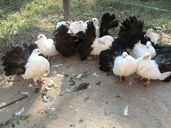 grup 9 - infoiati albi coada neagra