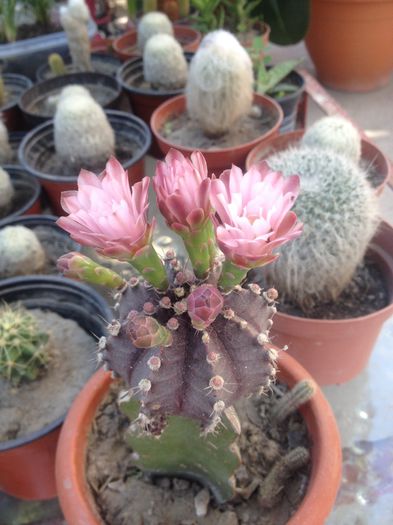 image - CACTUSI rog identificare