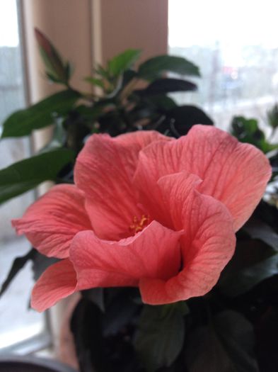 image - floricelele mele