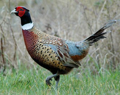 Ring-neckedPheasant