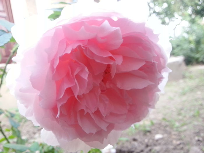 insa frumusetea lui...de neegalat - the wedgwood rose