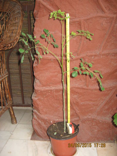 179 - Arborele vietii- Moringa oleifera