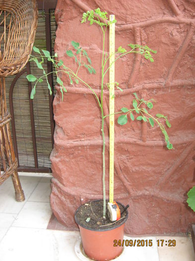 180 - Arborele vietii- Moringa oleifera