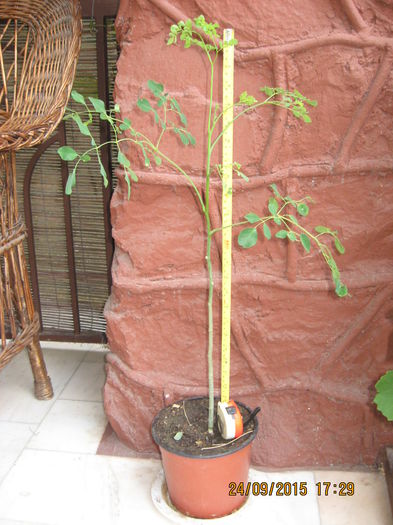 181 - Arborele vietii- Moringa oleifera