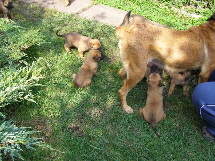 P1010009 - CIOBANESC MALINOIS