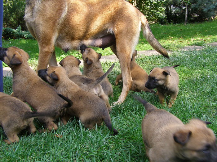 P1010017 - CIOBANESC MALINOIS