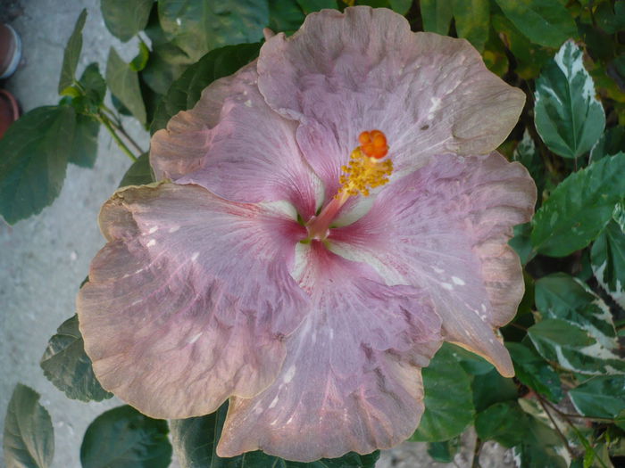 P1240244
