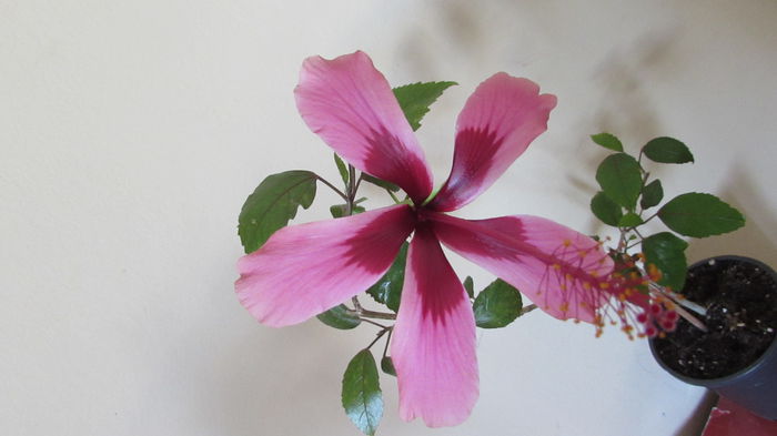 025 - Hibiscusi 2015 1
