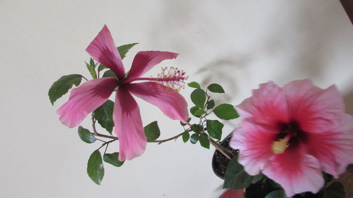 017 - Hibiscusi 2015 1