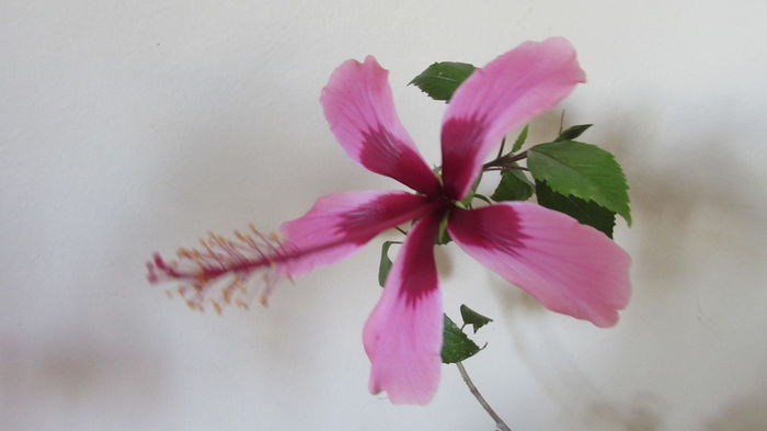029 - Hibiscusi 2015 1