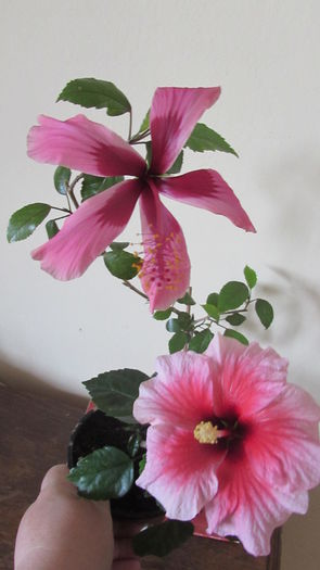 016 - Hibiscusi 2015 1