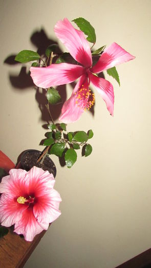 022 - Hibiscusi 2015 1