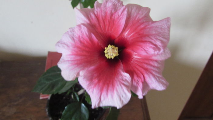 019 - Hibiscusi 2015 1