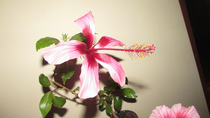 025 - Hibiscusi 2015 1