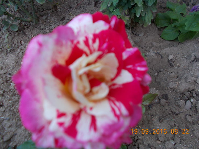 DSCN0139 - Trandafiri 2015