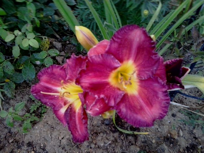 20150717_200419 - A Hemerocallis 2015