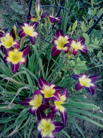 20150717_200427 - A Hemerocallis 2015