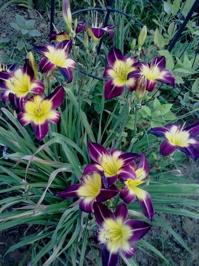 20150717_200429 - A Hemerocallis 2015