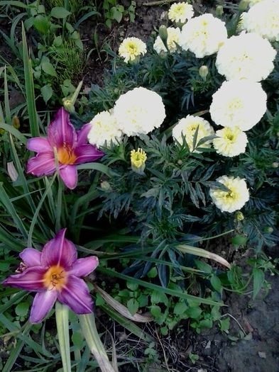 20150717_200449 - A Hemerocallis 2015