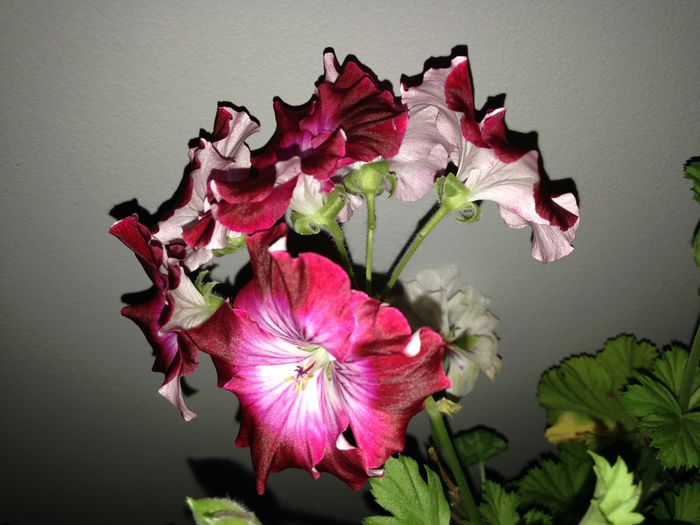 25 sept. 2015 - Pelargonium