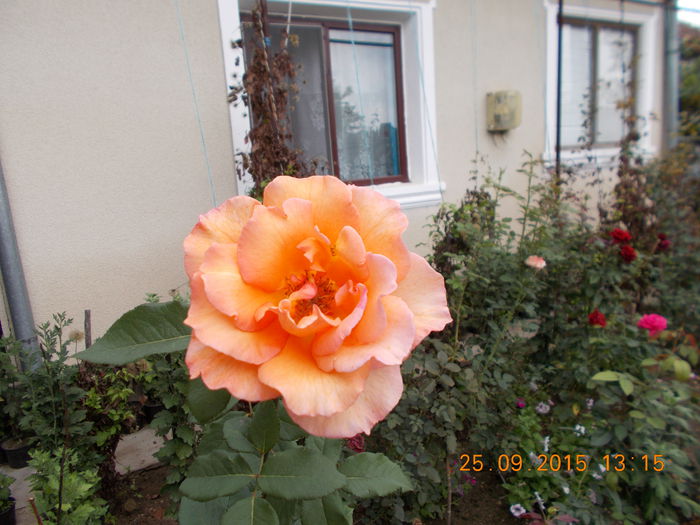 DSCN0401 - Trandafiri 2015