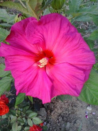 hibiscus jazzberry jam - Hibiscusi de gradina