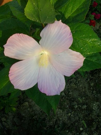 roz pal floare medie - Hibiscusi de gradina