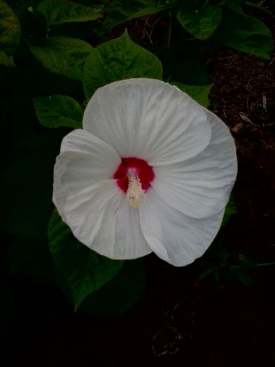 moscheutos white - Hibiscusi de gradina