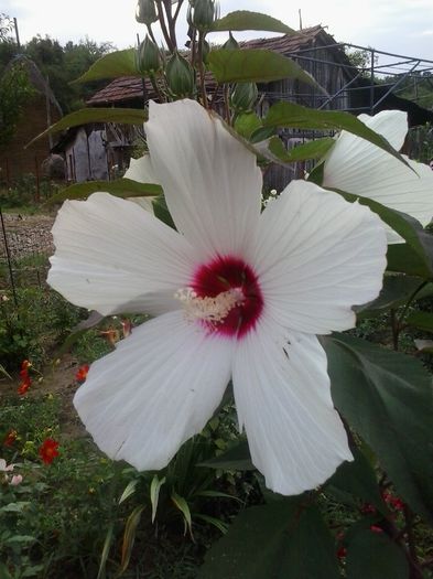 alb cu centrul rosu - Hibiscusi de gradina