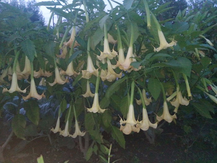 Charles Grimaldi - 2015 Brugmansia