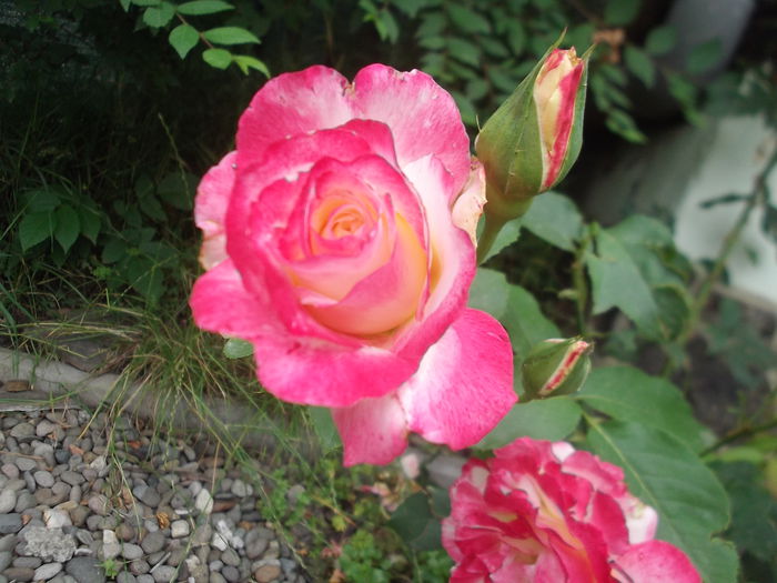 DSCF1497 - florile mele 2015