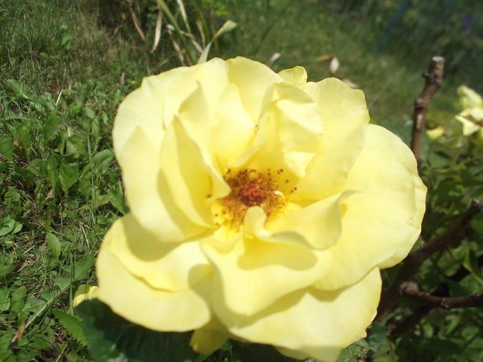 DSCF1537 - florile mele 2015