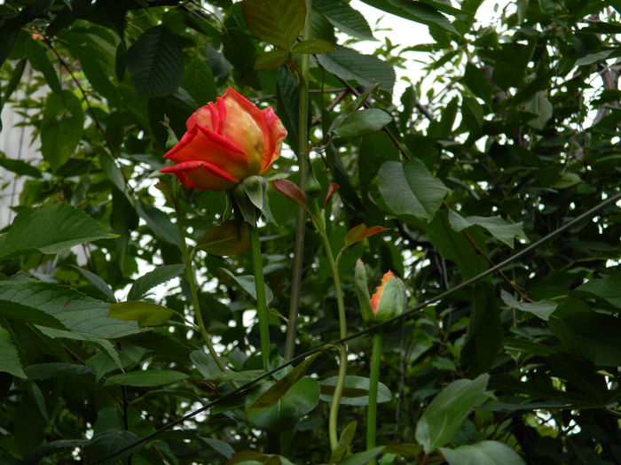 DSCN8644