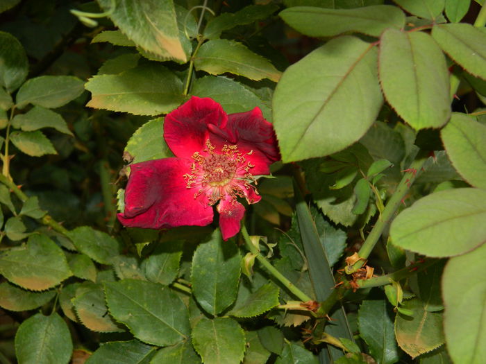 DSCN8646