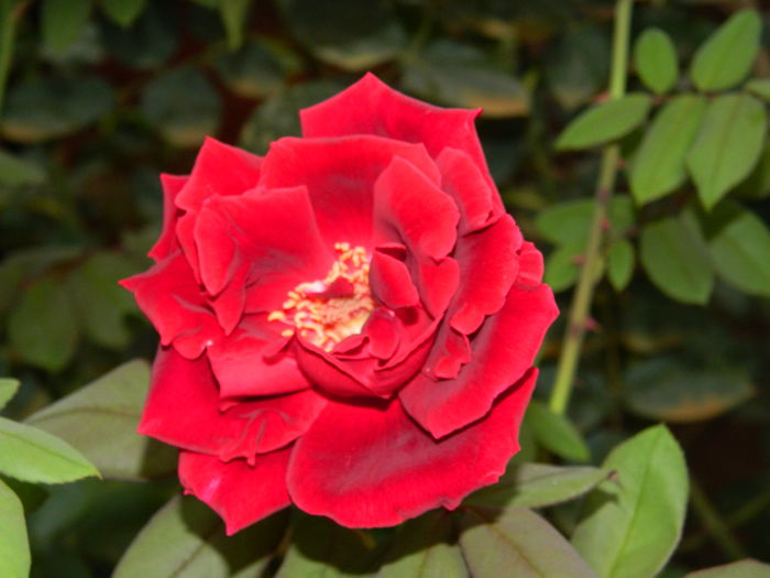 DSCN8647