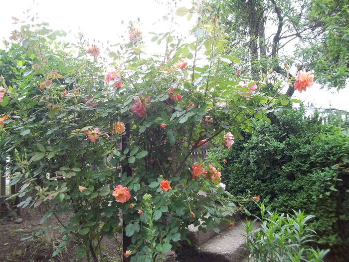 100_4732 - Copy