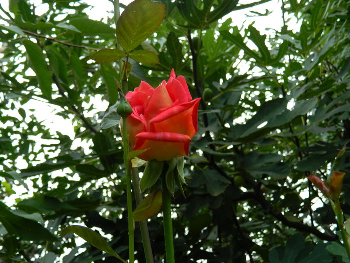 DSCN8665