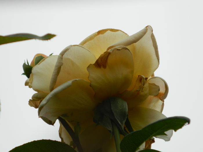 DSCN8674