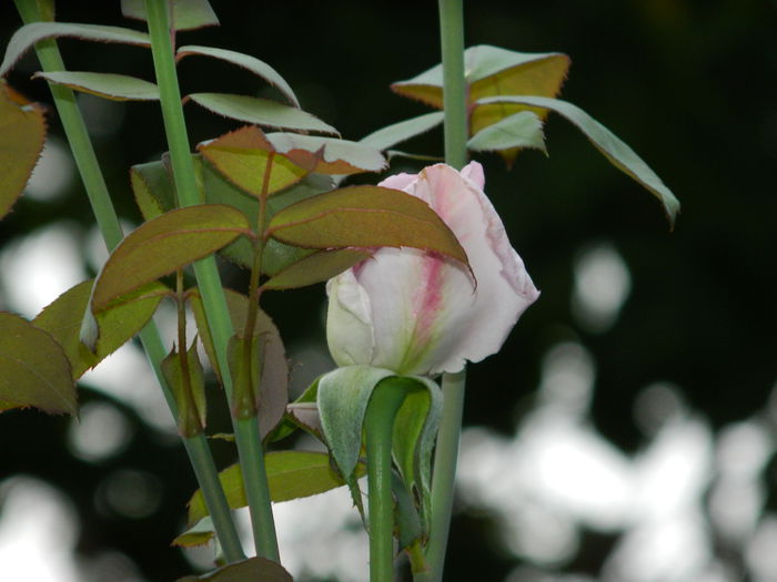 DSCN8679